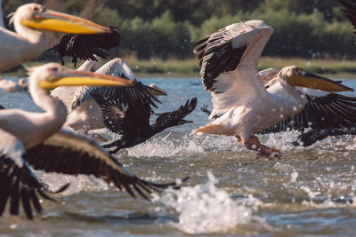 Pelicans flying over lake