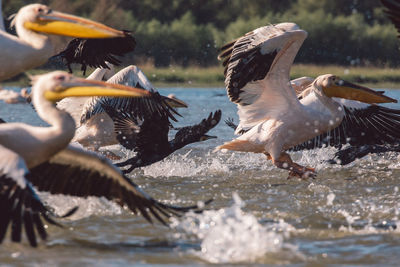 Birds flying over lake