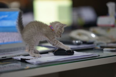 Close-up of kitten playing with computer mouse on table