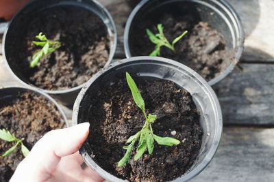 Cropped hand of person holding tomato plant pot