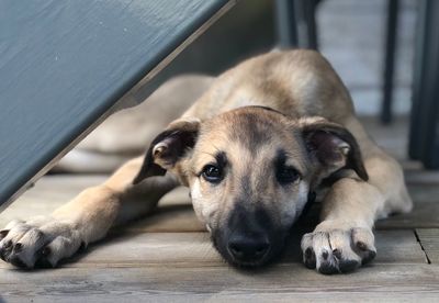 Portrait of dog lying on floor