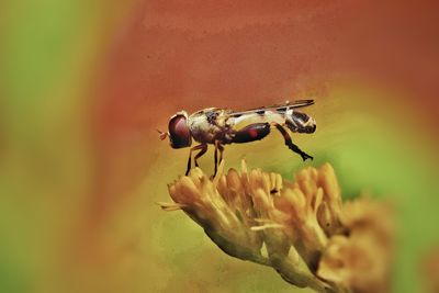 Close-up of insect on plant