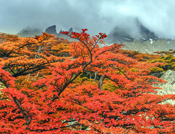 Tree by red mountain against sky