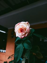 Close-up of rose bouquet