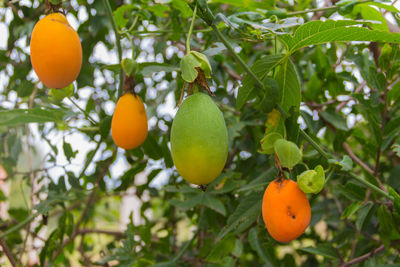 Orange fruits on tree