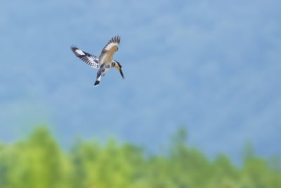 Low angle view of eagle flying in sky