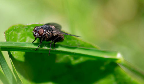 Close-up of insect on plant