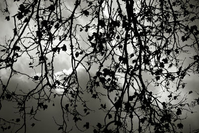 Low angle view of silhouette trees against sky