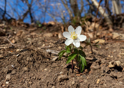 Close-up of white flowering plant on field