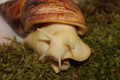 Close-up of snail on field