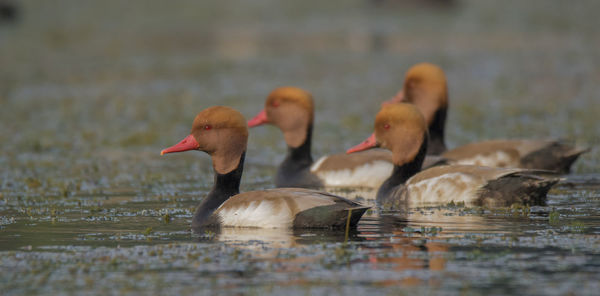 Ducks swimming in lake