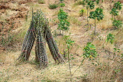 High angle view of bamboo trees in forest
