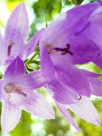 Close-up of pink flower