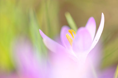 Close-up of crocus blooming outdoors