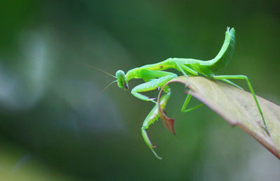 Close-up of insect on leaf