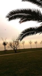 Palm trees on field against sky