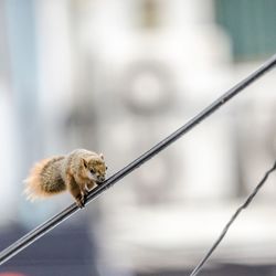 Close-up of squirrel on cable