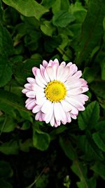 Close-up of pink flower blooming outdoors