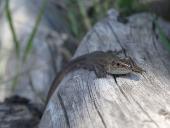 Close-up of lizard on wood