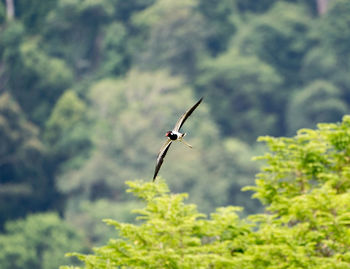 Close-up of insect flying