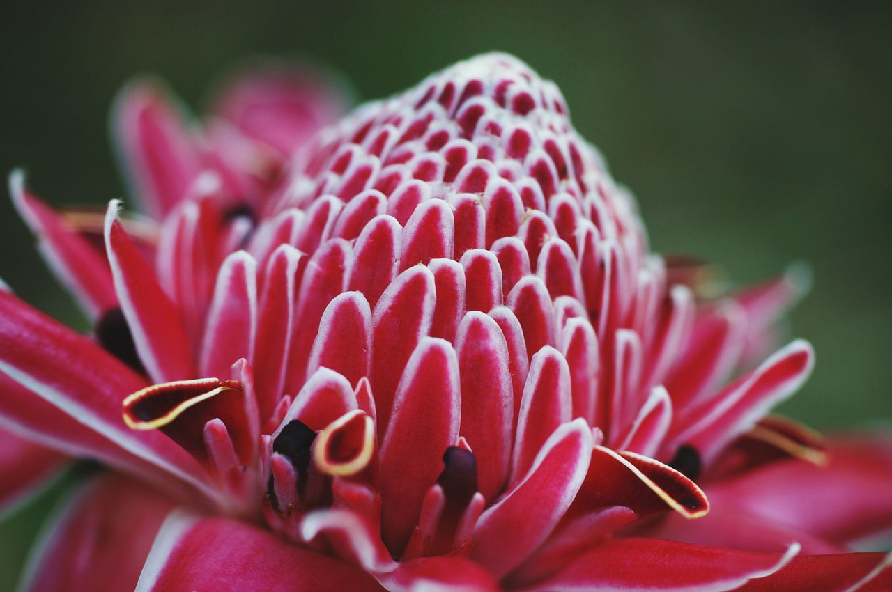 flower, petal, flower head, freshness, fragility, close-up, beauty in nature, growth, single flower, focus on foreground, nature, red, blooming, pink color, selective focus, pollen, stamen, plant, in bloom, pink