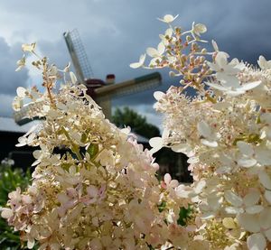 Close-up of flowers against blurred background