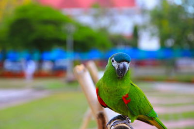 Close-up of parrot perching on leaf