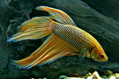 Close-up of a siamese fithing fisch