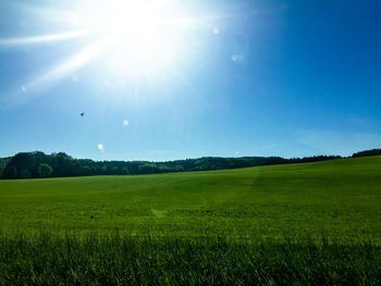 Scenic view of field against clear sky