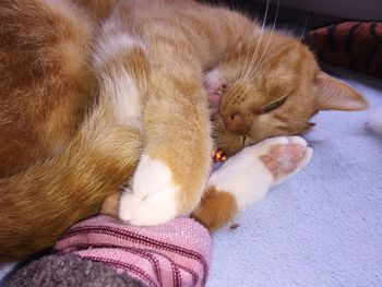 Close-up of ginger sleeping cat