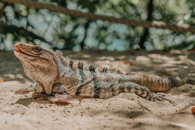 Close-up of lizard on land