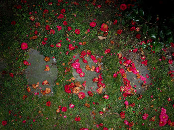 High angle view of red berries growing on field