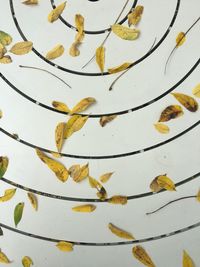 Full frame shot of yellow leaf against water