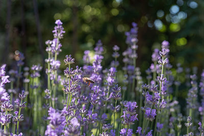 Close-up of bee pollinating on purple flowering plant