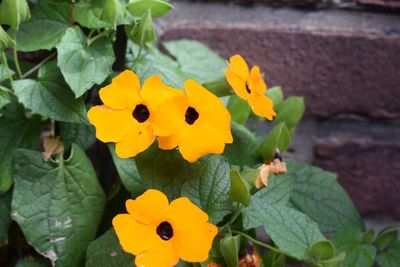 Close-up of yellow flowers