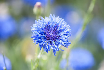 Close-up of purple flowering plant