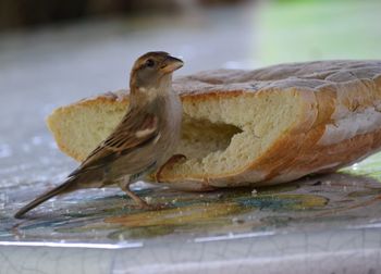 Close-up of bird perching outdoors