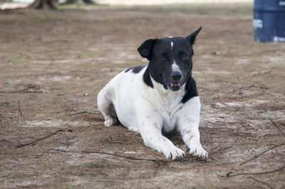 Portrait of dog sitting on field