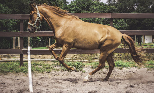 Profile view of horse running in farm