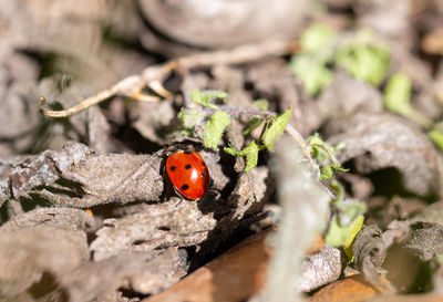 Close-up of ladybug on plant