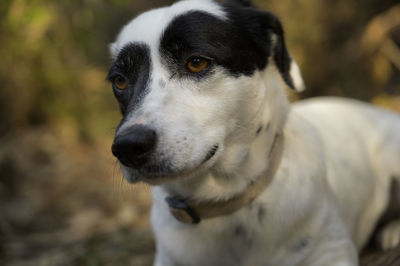 Close-up portrait of dog