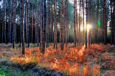 Sunlight streaming through trees in forest