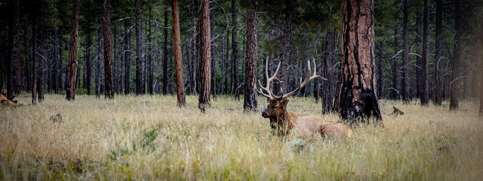 View of deer in forest