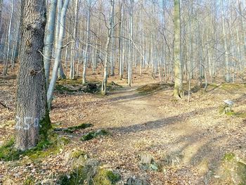 View of bare trees in the forest