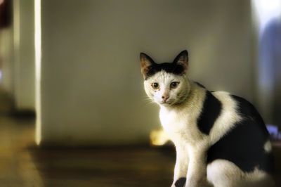 Close-up portrait of cat sitting