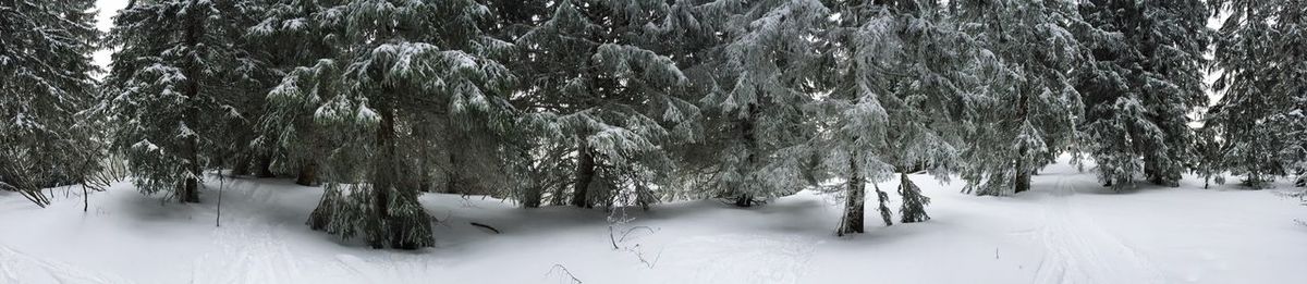 Snow covered trees in forest