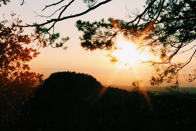 Silhouette trees against sky during sunset