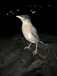 Close-up of bird