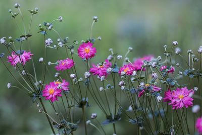 flowering plant