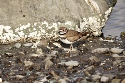 Water flowing through rocks with shorebird